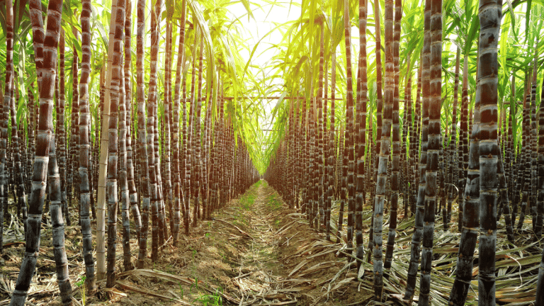 बिहार सरकार की बड़ी पहल, गन्ना किसानों को मिलेगा मुफ्त गन्ना बीज; 15 दिन में रजिस्ट्रेशन जरूरी