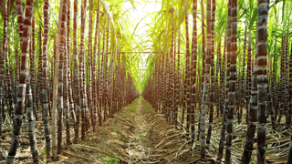 बिहार सरकार की बड़ी पहल, गन्ना किसानों को मिलेगा मुफ्त गन्ना बीज; 15 दिन में रजिस्ट्रेशन जरूरी