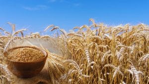 पूरे देश को रोटी खिलाता है पंजाब का यह शहर, कहा जाता है गेहूं का गढ़, जानें कैसे हासिल किया यह मुकाम