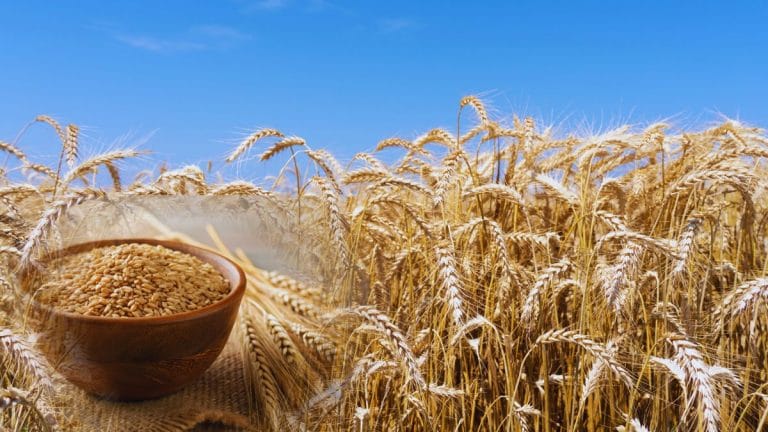 पूरे देश को रोटी खिलाता है पंजाब का यह शहर, कहा जाता है गेहूं का गढ़, जानें कैसे हासिल किया यह मुकाम