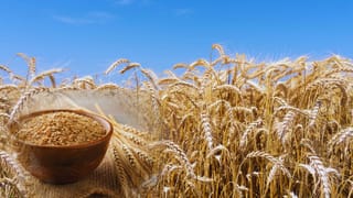 पूरे देश को रोटी खिलाता है पंजाब का यह शहर, कहा जाता है गेहूं का गढ़, जानें कैसे हासिल किया यह मुकाम