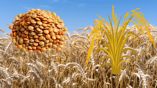 चालू रबी सीजन में गेहूं की बुवाई 2% बढ़ी, रकबा हुआ 334.17 लाख हेक्टेयर, जानें अन्य फसलों का हाल