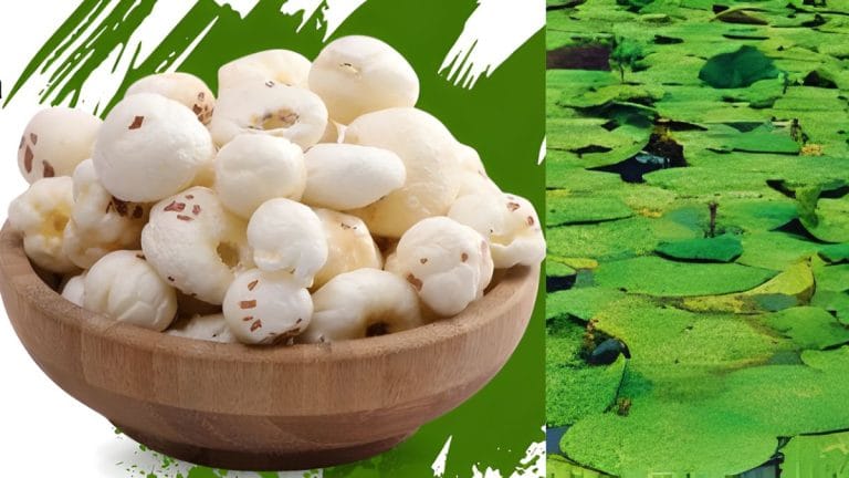 मखाने की खेती करने वालों को बिहार सरकार का तोहफा, बीज पर मिल रही 75% सब्सिडी, जानें क्‍या है लास्‍ट डेट