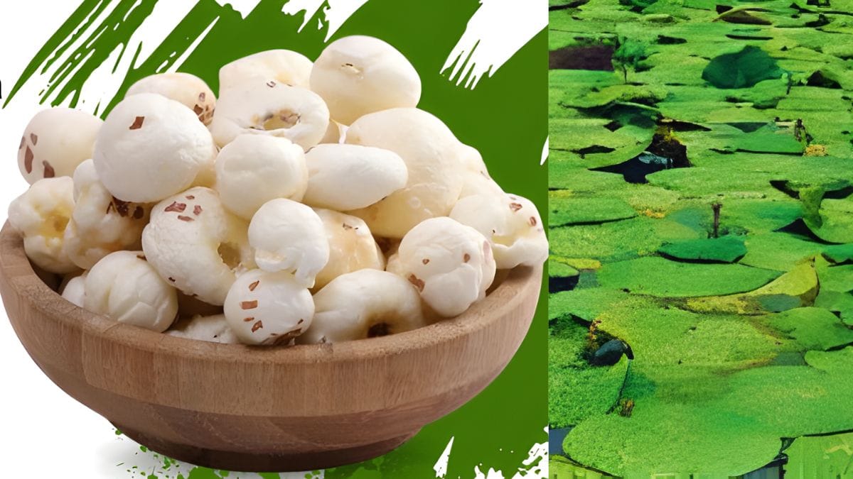 मखाने की खेती करने वालों को बिहार सरकार का तोहफा, बीज पर मिल रही 75% सब्सिडी, जानें क्‍या है लास्‍ट डेट