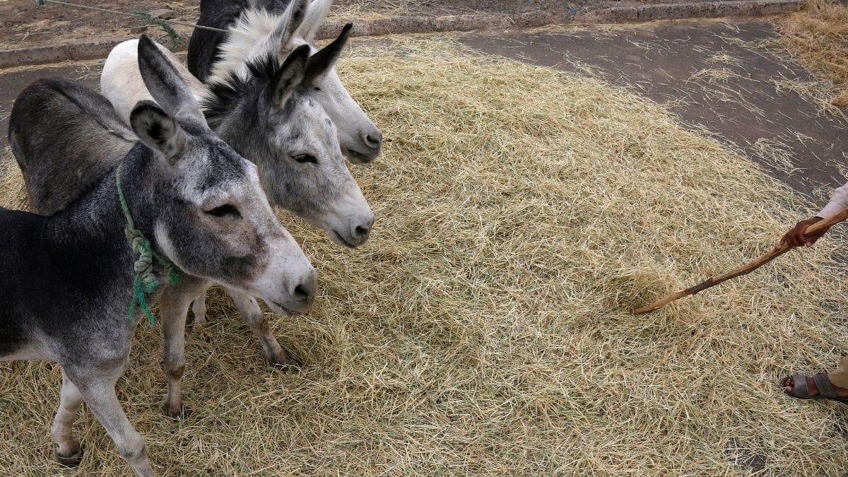 गधे पालने के लिए सरकार कर रही मदद, दे रही 50 लाख तक रुपये; जानें कैसे मिलेगा फायदा?