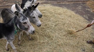 गधे पालने के लिए सरकार कर रही मदद, दे रही 50 लाख तक रुपये; जानें कैसे मिलेगा फायदा?