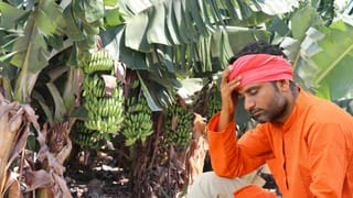 सिर्फ ₹2 में बिक रहा 22 किलो वाला केला, अमेरिका-ईरान युद्ध ने महाराष्ट्र के किसानों की तोड़ी कमर