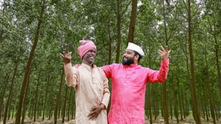 पॉपलर या यूकेलिप्टस? 5000 लगाकर 5 साल में मिलेंगे 24 लाख, जानें 100 पेड़ों का पूरा कैलकुलेशन, समझें पूरा बाजार