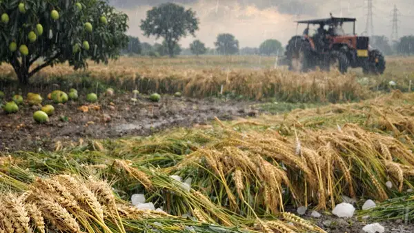 बेमौसम बारिश से रबी फसलों को भारी नुकसान, 2.49 लाख हेक्टेयर प्रभावित; गेहूं पर सबसे ज्यादा मार बेमौसम बारिश से रबी फसलों को भारी नुकसान, 2.49 लाख हेक्टेयर प्रभावित; गेहूं पर सबसे ज्यादा मार