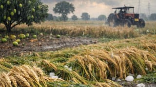 बेमौसम बारिश से रबी फसलों को भारी नुकसान, 2.49 लाख हेक्टेयर प्रभावित; गेहूं पर सबसे ज्यादा मार