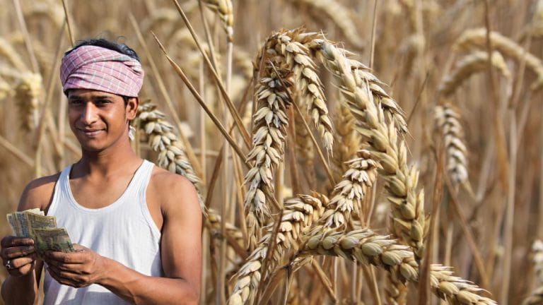 मंडी में अब रिजेक्ट नहीं होगा टूटे और सिकुड़े दानों वाला गेहूं! पंजाब के किसानों को मिली राहत, नियमों में बड़ी छूट