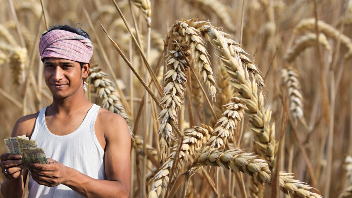 मंडी में अब रिजेक्ट नहीं होगा टूटे और सिकुड़े दानों वाला गेहूं! पंजाब के किसानों को मिली राहत, नियमों में बड़ी छूट