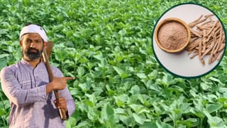 ₹50 हजार लगाकर ₹1.5 लाख तक कमाएं! अश्वगंधा की फसल बना रही किसानों को मालामाल; जानें खेती का पूरा तरीका