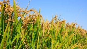मानसून की बेरुखी ने बढ़ाई किसानों की चिंता! खरीफ फसलों की बुआई 21% घटी, क्या अब महंगे होंगे चावल-दाल?