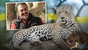 शिकारियों के साथ NGO का कथित कनेक्शन? 10 तेंदुओं की खाल ने खोला बड़ा राज