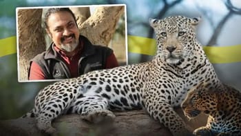 शिकारियों के साथ NGO का कथित कनेक्शन? 10 तेंदुओं की खाल ने खोला बड़ा राज