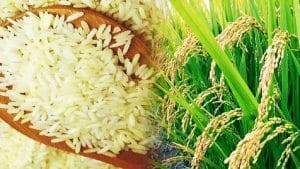 बासमती धान बेचने वाले किसानों की चांदी, ₹5,200 प्रति क्विंटल पहुंचा भाव