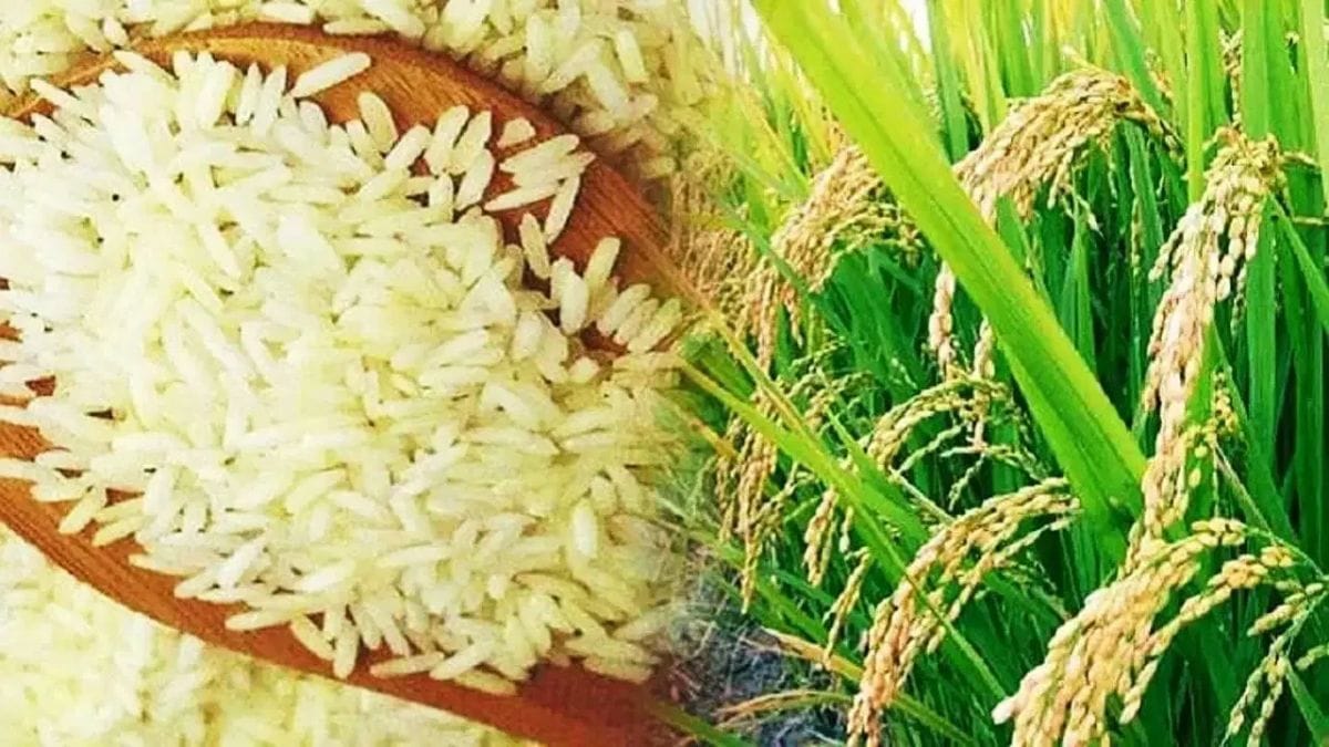 बासमती धान बेचने वाले किसानों की चांदी, ₹5,200 प्रति क्विंटल पहुंचा भाव