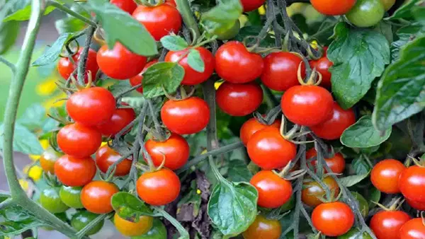 Tomato Price Crash: बहुत सस्ते हो गए टमाटर, किसानों को हो रहा है तगड़ा नुकसान, कब तक बढ़ेगी कीमतें? Tomato Price Crash: बहुत सस्ते हो गए टमाटर, किसानों को हो रहा है तगड़ा नुकसान, कब तक बढ़ेगी कीमतें?